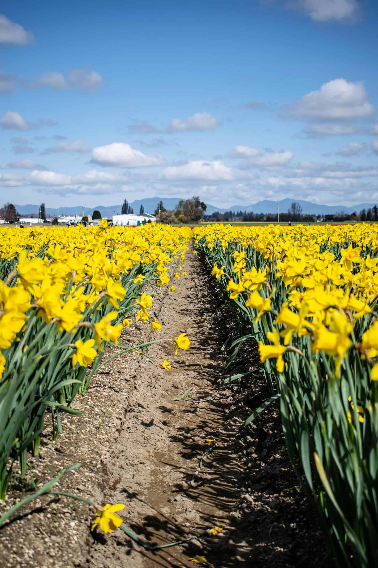 Daffodils - Image 2