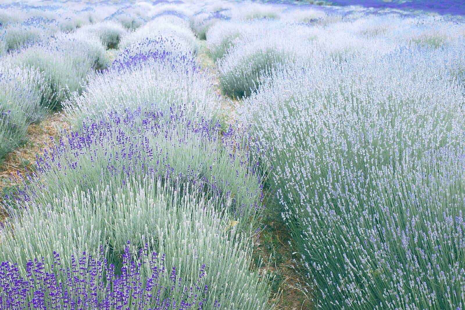 Lavendar - Image 2